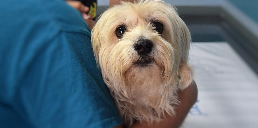 Advance: vooruitstrevend in dieetvoer voor hond en kat