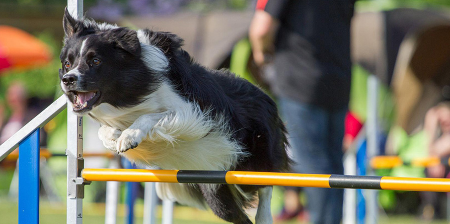 De (hindernis)baan op met de hond: agility