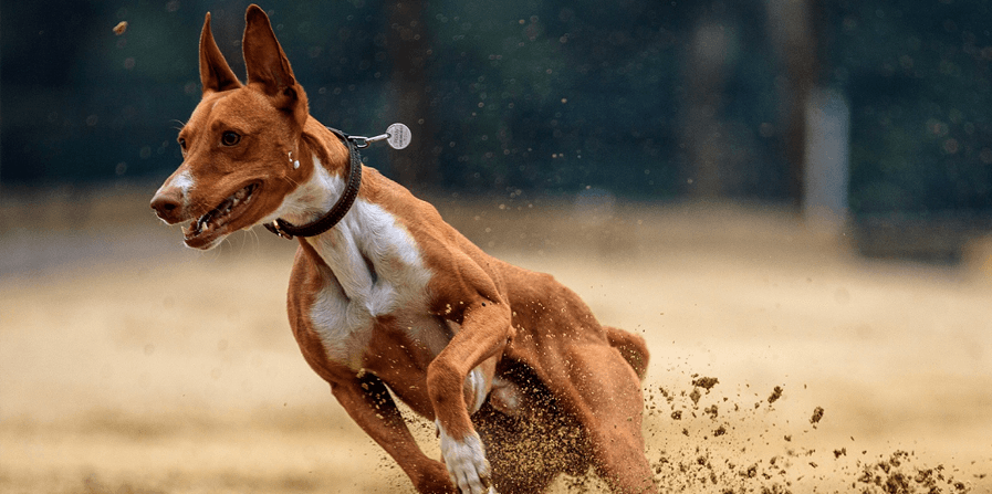 Bewegen een feest voor elke hond