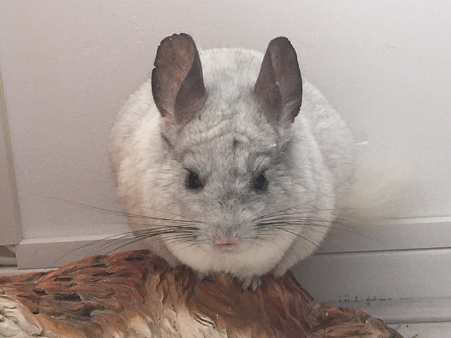 23 maart 2023: Chinchilladag!