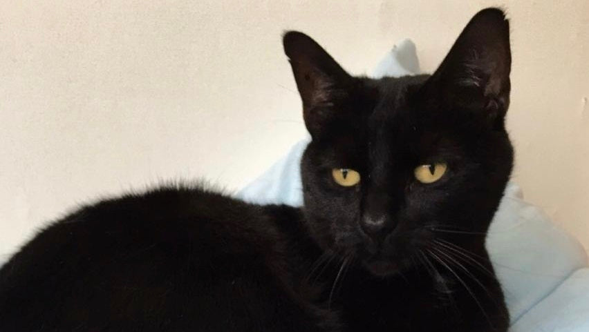 “De Dag van de Zwarte Kat”