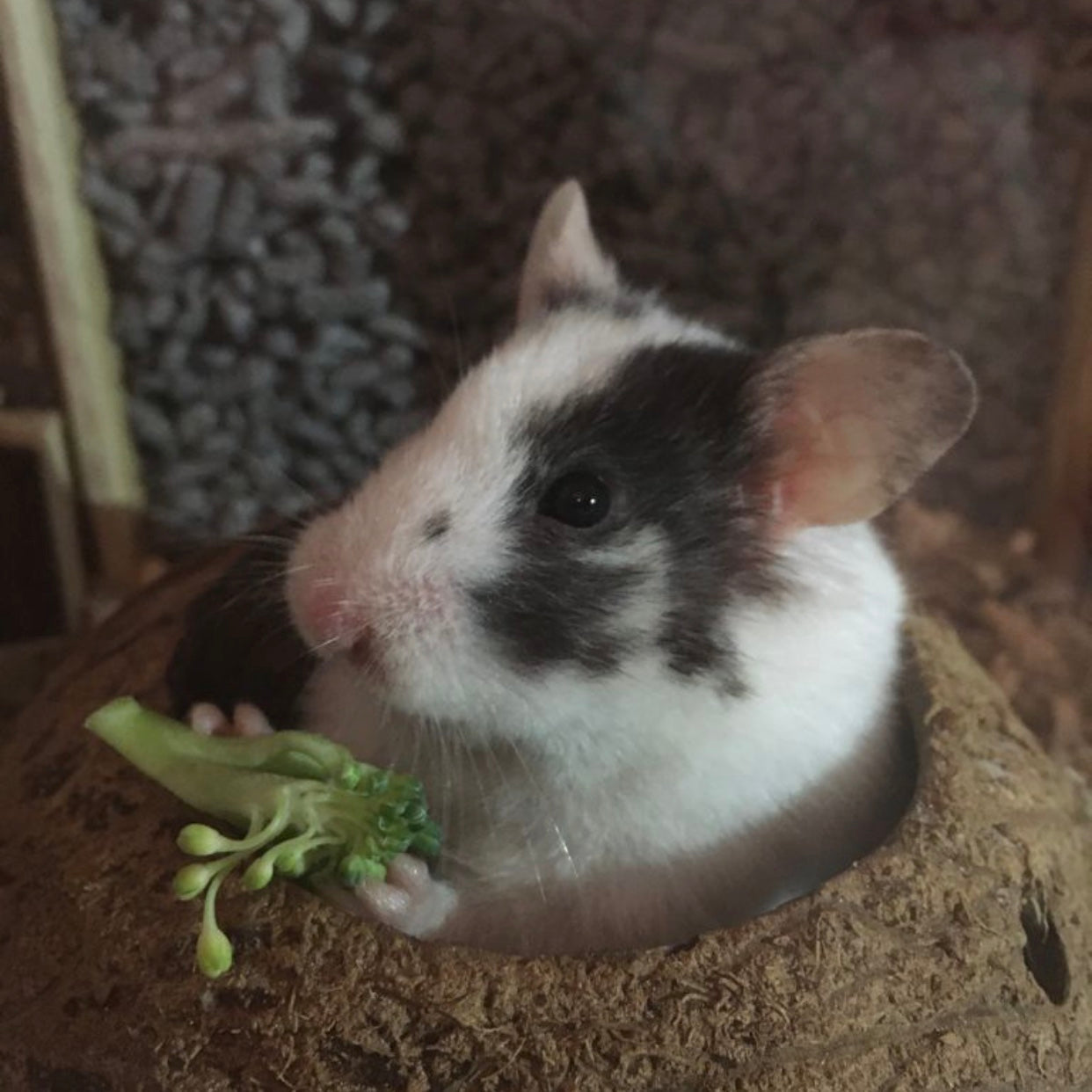 12 april 2023: Hamsterdag!