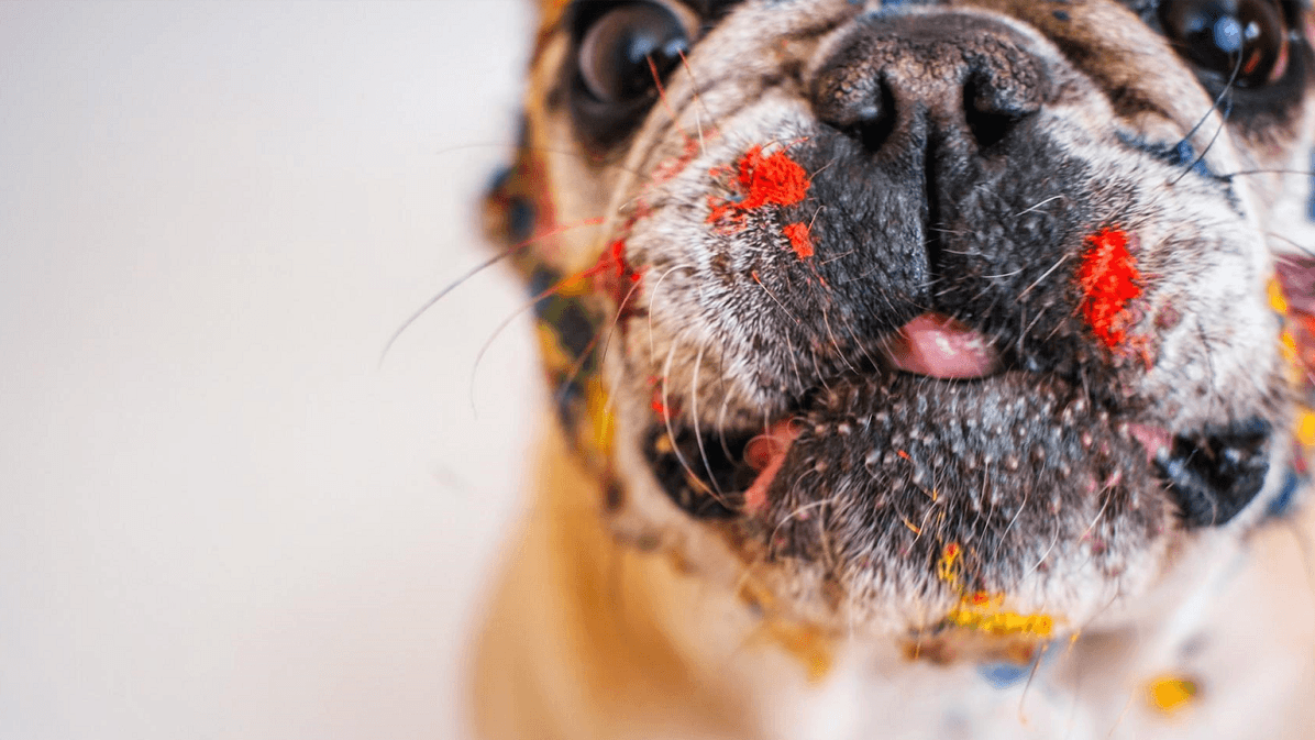 Elke viervoeter goed in zijn vel