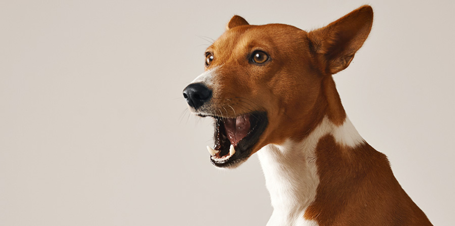 Leer jouw hond praten met Hunger for Words!