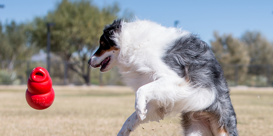 Mentale stimulatie met Kong