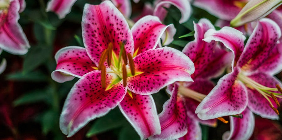 Bloemen: leuk, maar misschien niet voor je kat