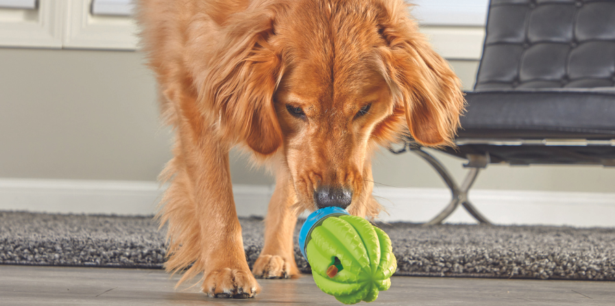 Plezier voor mens en hond met Brightkins