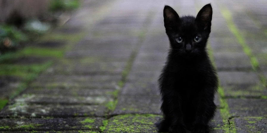 Zwarte Kattendag
