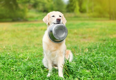 Happy Pet Voerbak Rvs - 0031 Shop