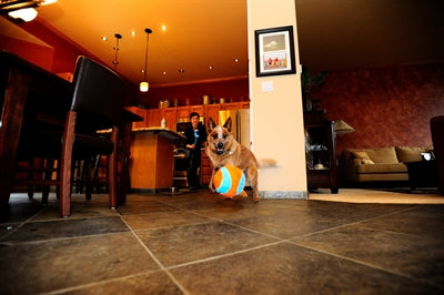 Chuckit Indoor Ball 11,5X11,5X11,5 CM - 0031 Shop