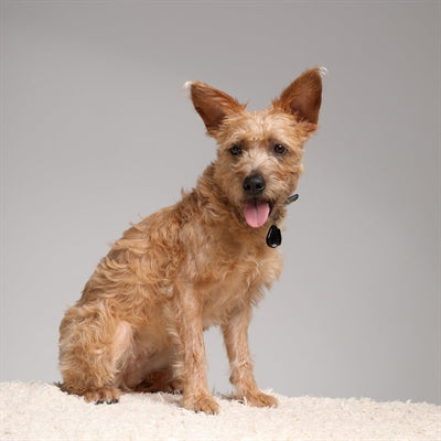 Tickless Teek En Vlo Afweer Voor Hond En Kat Zwart - 0031 Shop