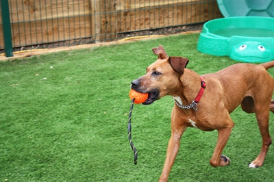 Happy Pet Atomic Bal Aan Touw Assorti 35X7X7 CM - 0031 Shop