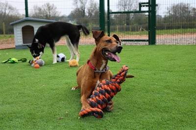 Happy Pet Nuts For Knots Extreme Spoel 8 Vorm Tugger Grijs / Oranje 55X11X11 CM - 0031 Shop