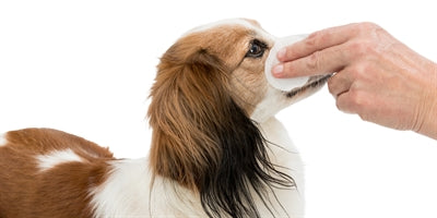 Trixie Eye Care Reinigingspads Voor Ogen 100 ST - 0031 Shop