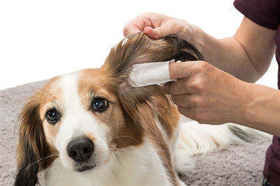 Trixie Ear Care Vingerpads 50 ST - 0031 Shop