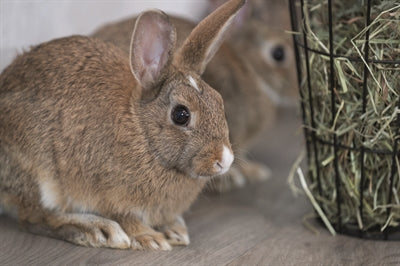 Trixie Hooiruif Hangend Met Deksel - 0031 Shop