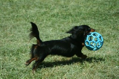 Jw Hol-Ee Roller Assorti M 11,5X11,5X11,5 CM - 0031 Shop