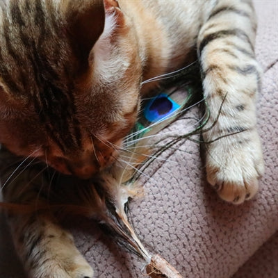 Croci Euphoria Kattenhengel Matatabi Pauwenveer 12 CM - 0031 Shop