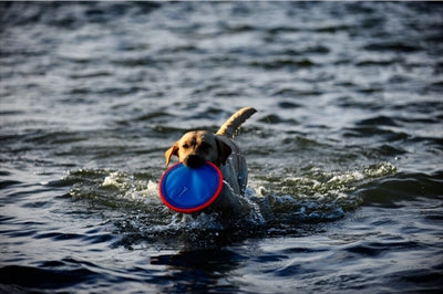 Chuckit Paraflight SMALL - 0031 Shop