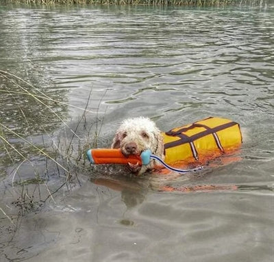 Chuckit Amphibious Bumper SMALL - 0031 Shop