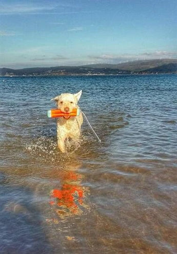 Chuckit Amphibious Bumper SMALL - 0031 Shop