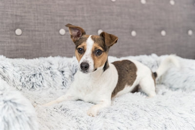 Trixie Sofa Bed Harvey Meubelbeschermer Hoekig Wit / Zwart - 0031 Shop