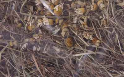 Excellent Kruidenhooi Kamille En Paardenbloem 500 GR - 0031 Shop