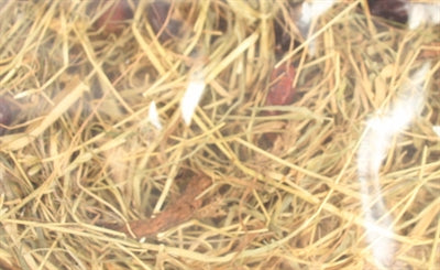 Excellent Kruidenhooi Rozenbottel En Mint 500 GR - 0031 Shop