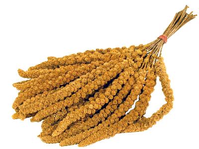 Versele-Laga Prestige  Trosgierst 300 GR - 0031 Shop