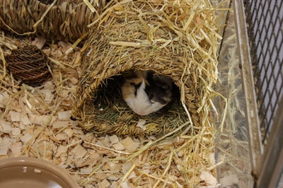 Happy Pet Grassy Tunnel 22X20X15 CM - 0031 Shop