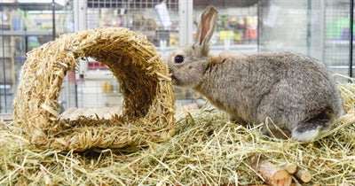 Happy Pet Grassy Tunnel 22X20X15 CM - 0031 Shop