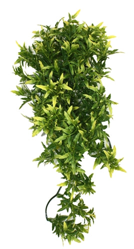 Komodo Croton Plant 40 CM - 0031 Shop
