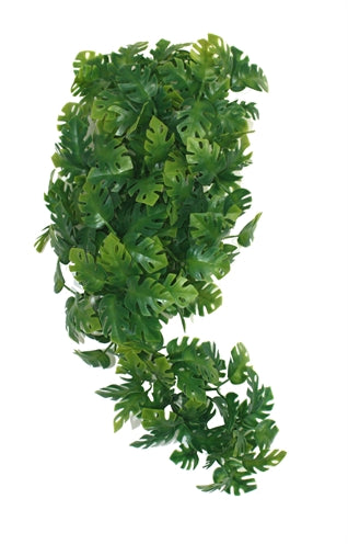 Komodo Plant Split Philodendron 30 CM - 0031 Shop