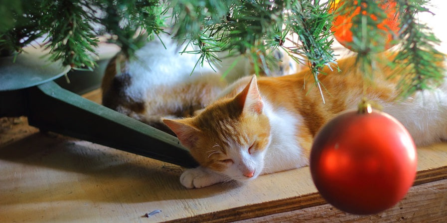 Verras ook je huisdieren met de kerst