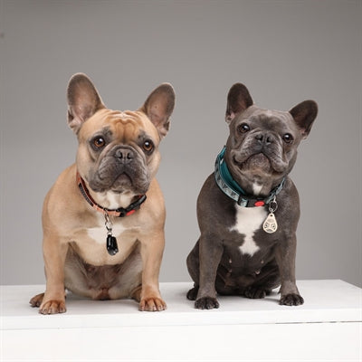 Tickless Teek En Vlo Afweer Voor Hond En Kat Zwart - 0031 Shop
