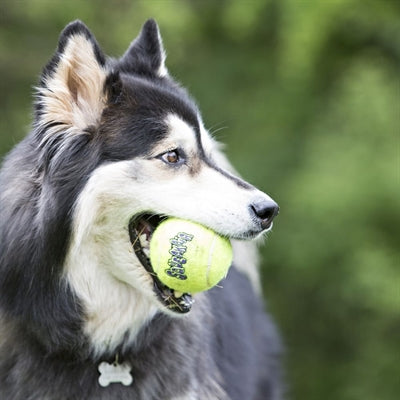 Kong Squeakair Tennisbal Geel Met Piep - 0031 Shop