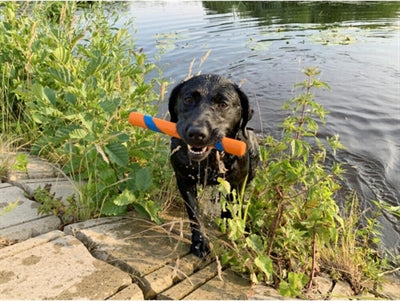 Chuckit Ultra Fetch Stick - 0031 Shop