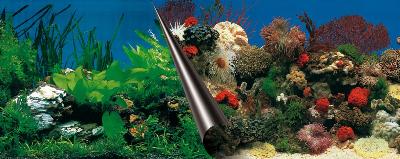 Ebi Foto Achterwand Stone+Coral 60X30 CM - 0031 Shop