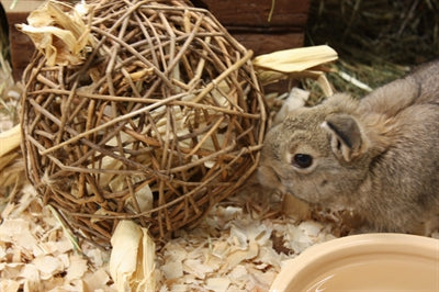 Nature First Happy Pet Speelbal Wilg Nature First - 0031 Shop