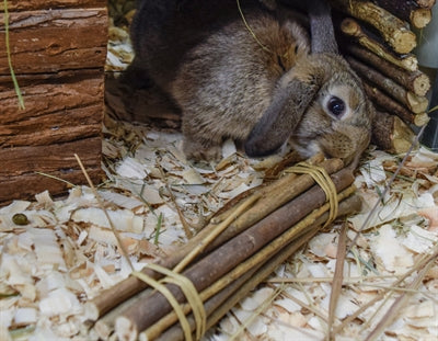 Nature First Happy Pet Willow Sticks 26X5X5 CM - 0031 Shop
