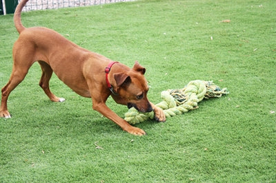 Happy Pet King Size Tug Flostouw - 0031 Shop