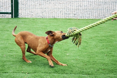 Happy Pet King Size Tug Flostouw - 0031 Shop