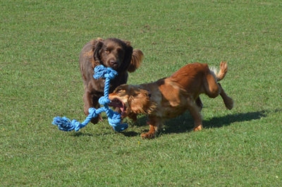 Happy Pet Flossin Fun 3 Knoop - 0031 Shop