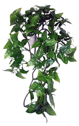 Komodo Philodendron Plant - 0031 Shop